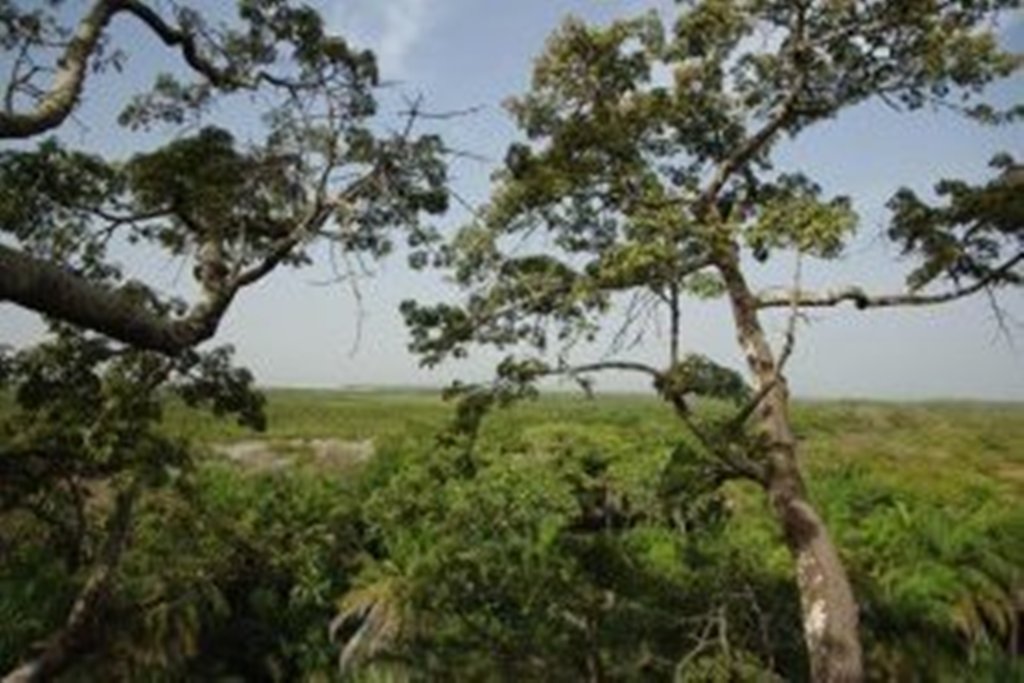 Sébikotane : les populations en colère face à la concession de 115 hectares de forêt classée