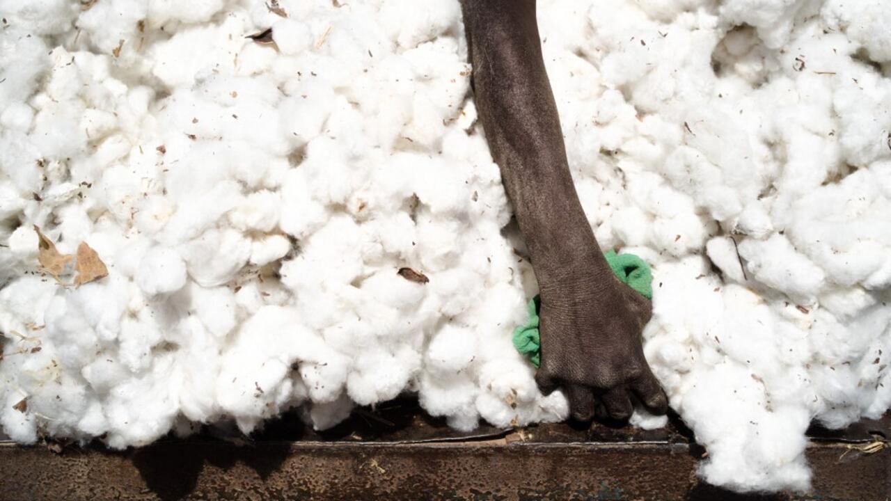 Face à un contexte mondial défavorable, le coton africain en lutte pour sa survie