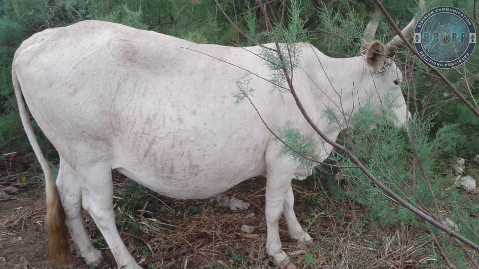 Vol de bétail à Bambilor : la Gendarmerie interpelle un individu, huit (8) vaches récupérées
