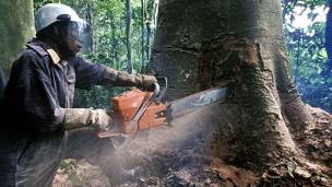En RDC les Ong demandent au gouvernement le maintien du moratoire sur l'attribution de licences d'exploitation forestière (archives)