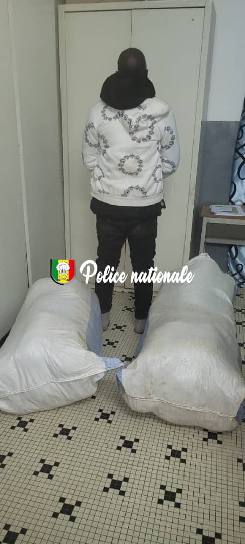 Ziguinchor : saisie de 50 kg de chanvre indien et démantèlement d’un trafiquant présumé