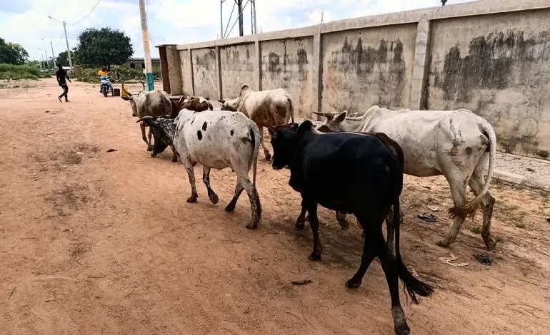 Lutte contre le vol de bétail : le Sénégal valide son Système national d'identification et de suivi