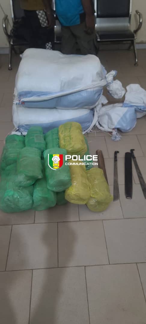 Fatick : 54 kg de chanvre indien saisis en pleine forêt, deux convoyeurs arrêtés