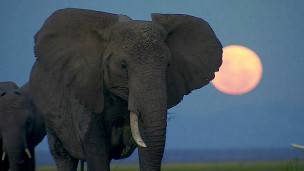 Le Kenya va brûler 105 tonnes d'ivoire