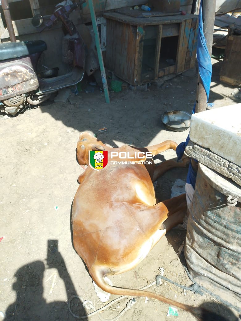 Grand Yoff : un homme surpris en train de dépecer un bœuf retrouvé mort depuis longtemps
