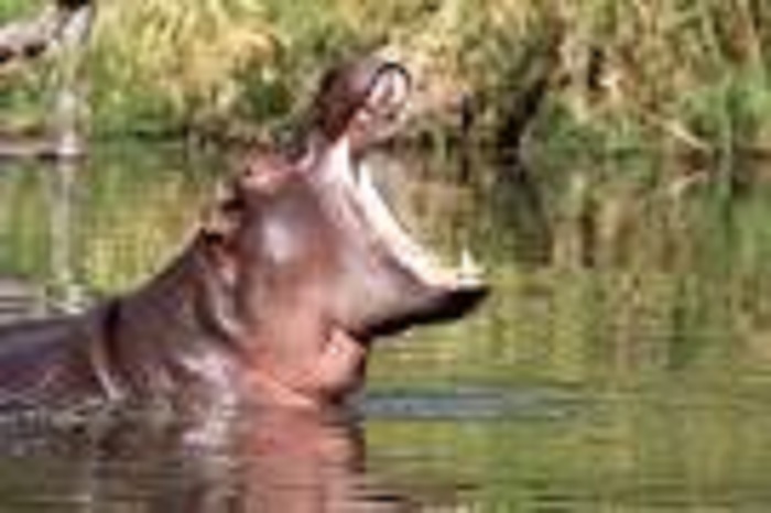 Gouloumbou - Tambacounda: l'hippopotame envoie un jeune à l'hôpital