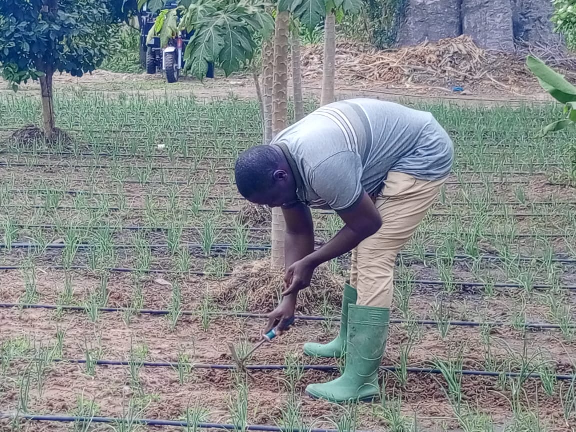 ​Sédhiou : le projet AVENIR transforme l'agriculture rurale par l'innovation et le leadership