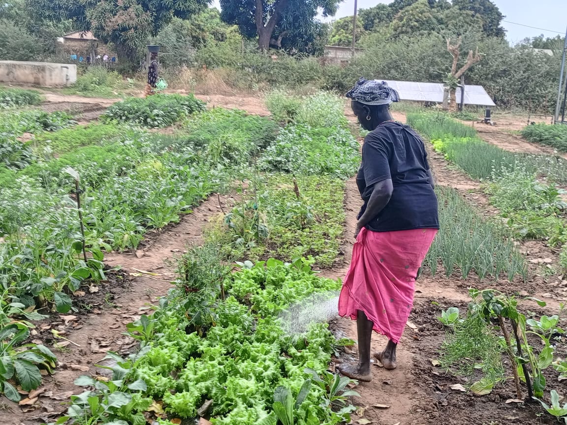 ​Sédhiou : le projet AVENIR transforme l'agriculture rurale par l'innovation et le leadership