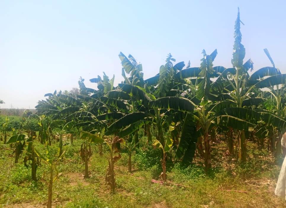 Production de la banane: ​le cri du cœur des acteurs de Gouloumbou