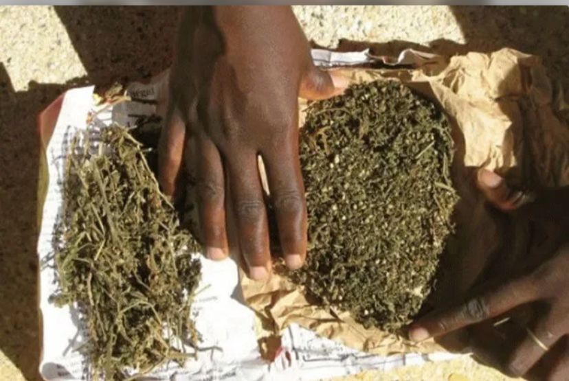 ​Mbour : trois personnes placées en garde à vue, plus de 134 kg de chanvre indien saisis