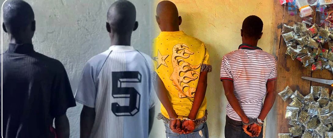 ​Saraya : quatre individus dont deux orpailleurs arrêtés pour «trafic et détention de chanvre indien»