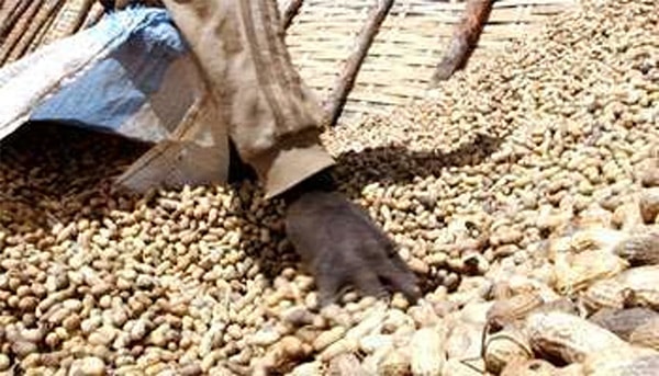 Échec de la campagne arachidière : les producteurs bradent leurs récoltes à 250 FCFA