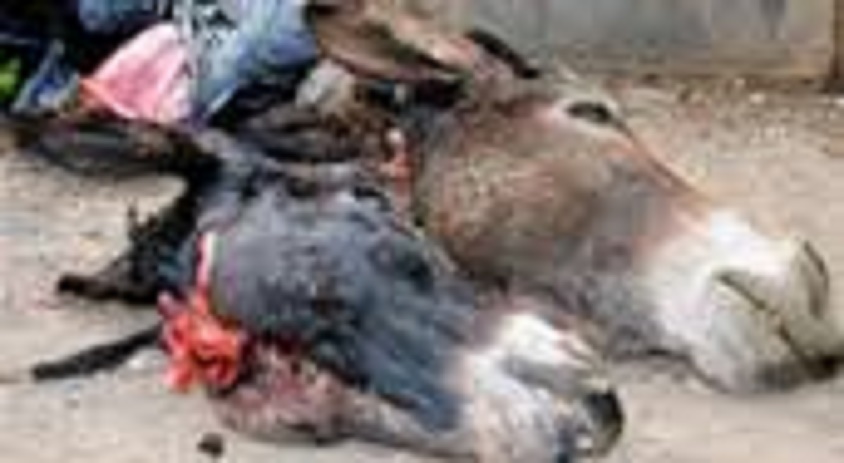 Abattage d’ânes sur le site du technopole : Un individu arrêté, 4 sont en fuite