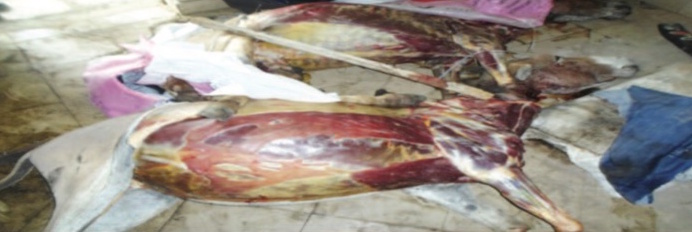 ​Viande impropre à la consommation : Kaolack atteint par la psychose