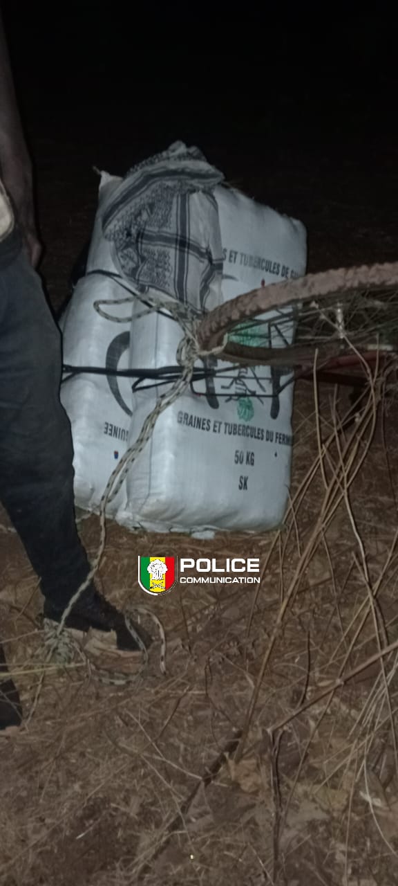 Sédhiou : 179 kg de chanvre indien saisis par la Brigade Régionale des Stupéfiants, un suspect interpellé