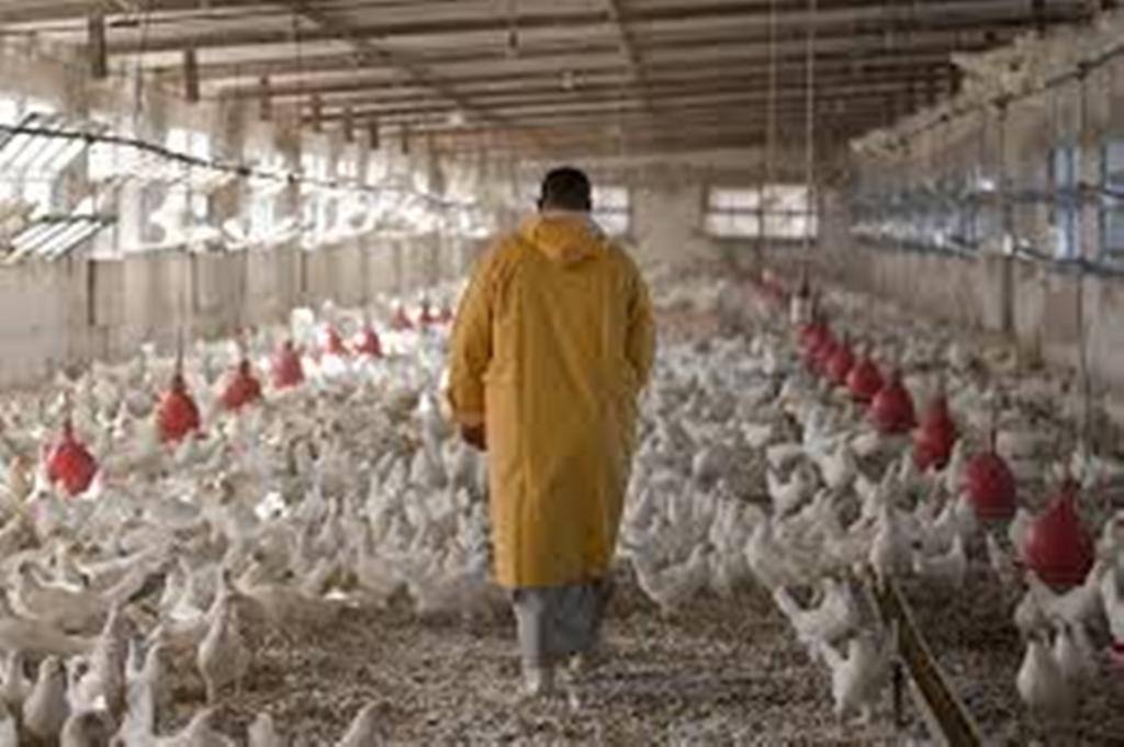 Approvisionnement en poulets durant la Korité : un bilan jugé satisfaisant par les aviculteurs