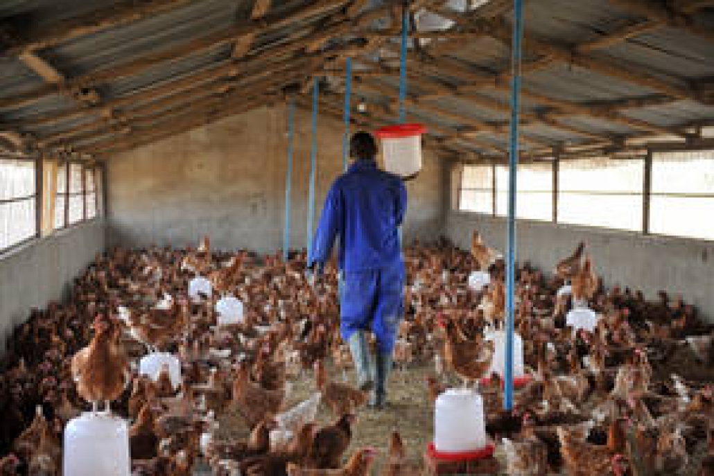 Volaille: la grippe aviaire détectée à Yaoundé