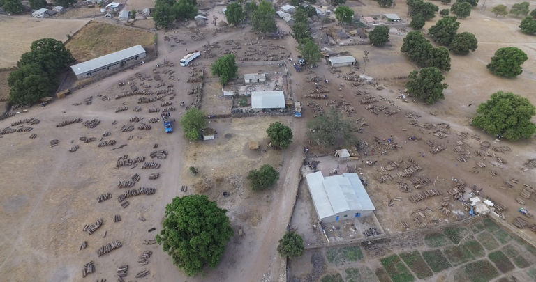 ​Un drone filme le pillage pour la Chine des dernières forêts du Sénégal
