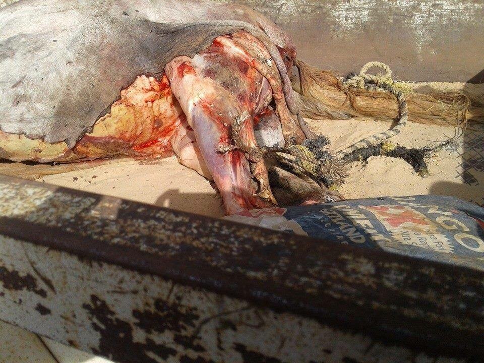 Urgent - Après l'âne, le cheval: Des gens pris en flagrant délit, Gendarmerie de Hann envahie