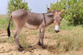 Thiès : Deux individus condamnés pour le vol et le recel d'un âne