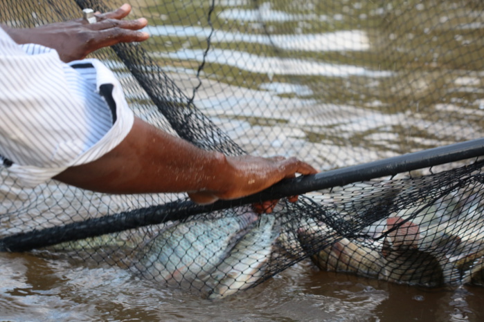 Kédougou : un projet aquacole d’envergure pour dynamiser l’emploi et la production locale