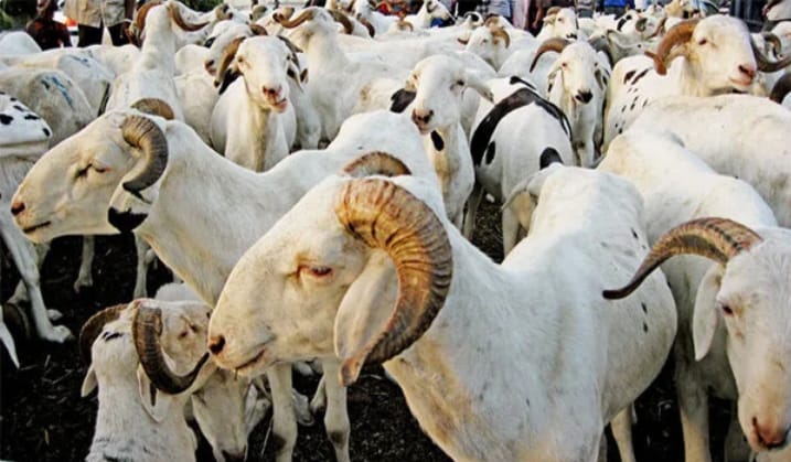 Tabaski 2026 : le besoin en moutons de la région de Kolda estimé à 25 000 têtes