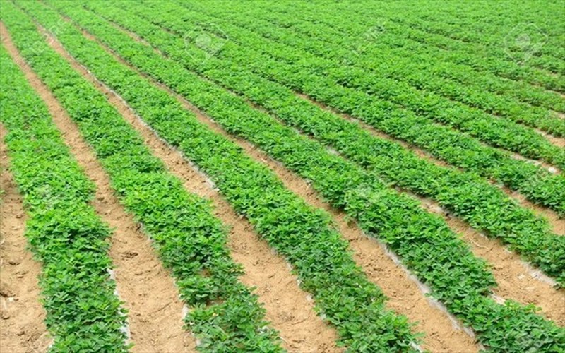 Hivernage 2026 : Le Chef de l'État ordonne une préparation anticipée de la campagne agricole