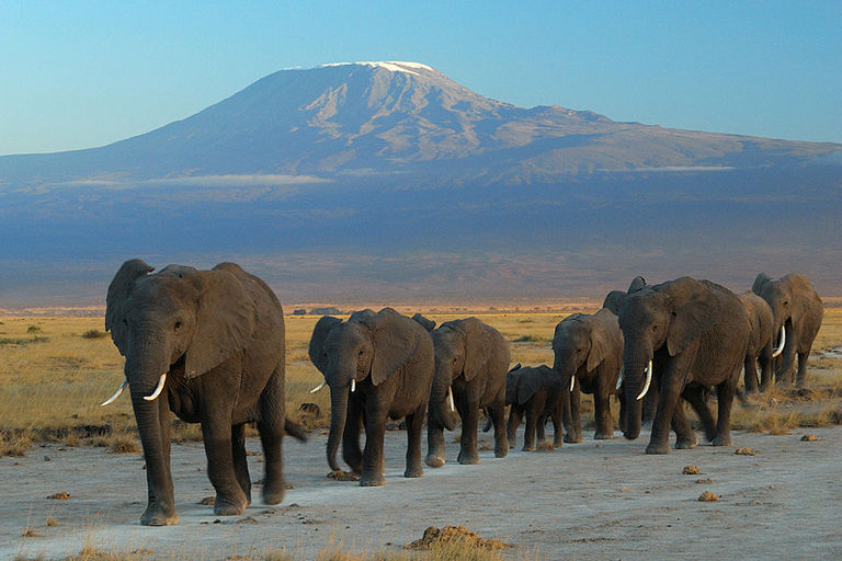 ​Washington interdit le commerce de l’ivoire pour sauver les éléphants d’Afrique