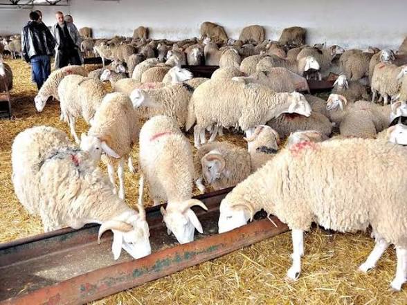 Élevage : Alerte sur le prix du mouton après l'explosion des coûts de l'aliment de bétail