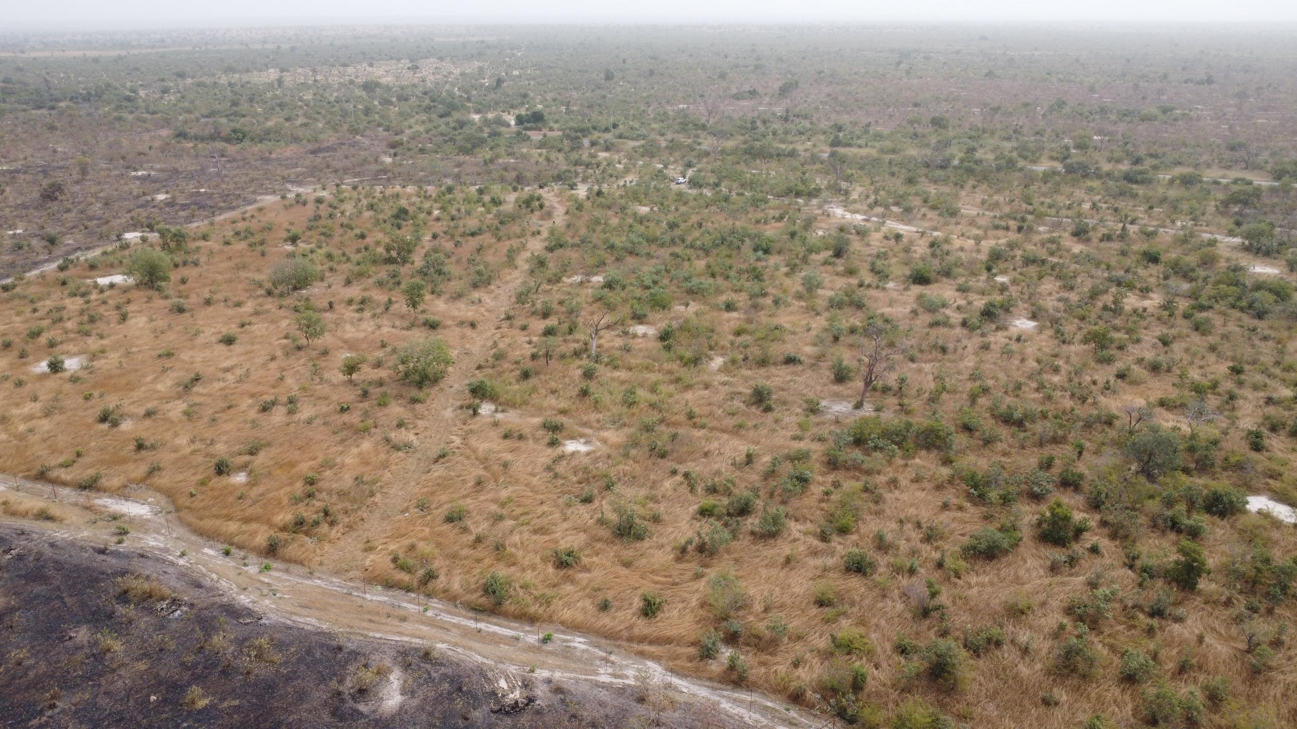  Projet "Grand Maka Yop Big 5 Safari" : Lion Rouge engage 120 millions de dollars pour restaurer le « Big Five » au Sénégal