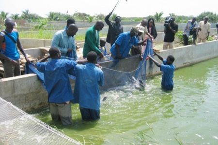 Objectif 2030 : L'ANA veut produire 20 000 tonnes de poisson et créer 26 000 emplois