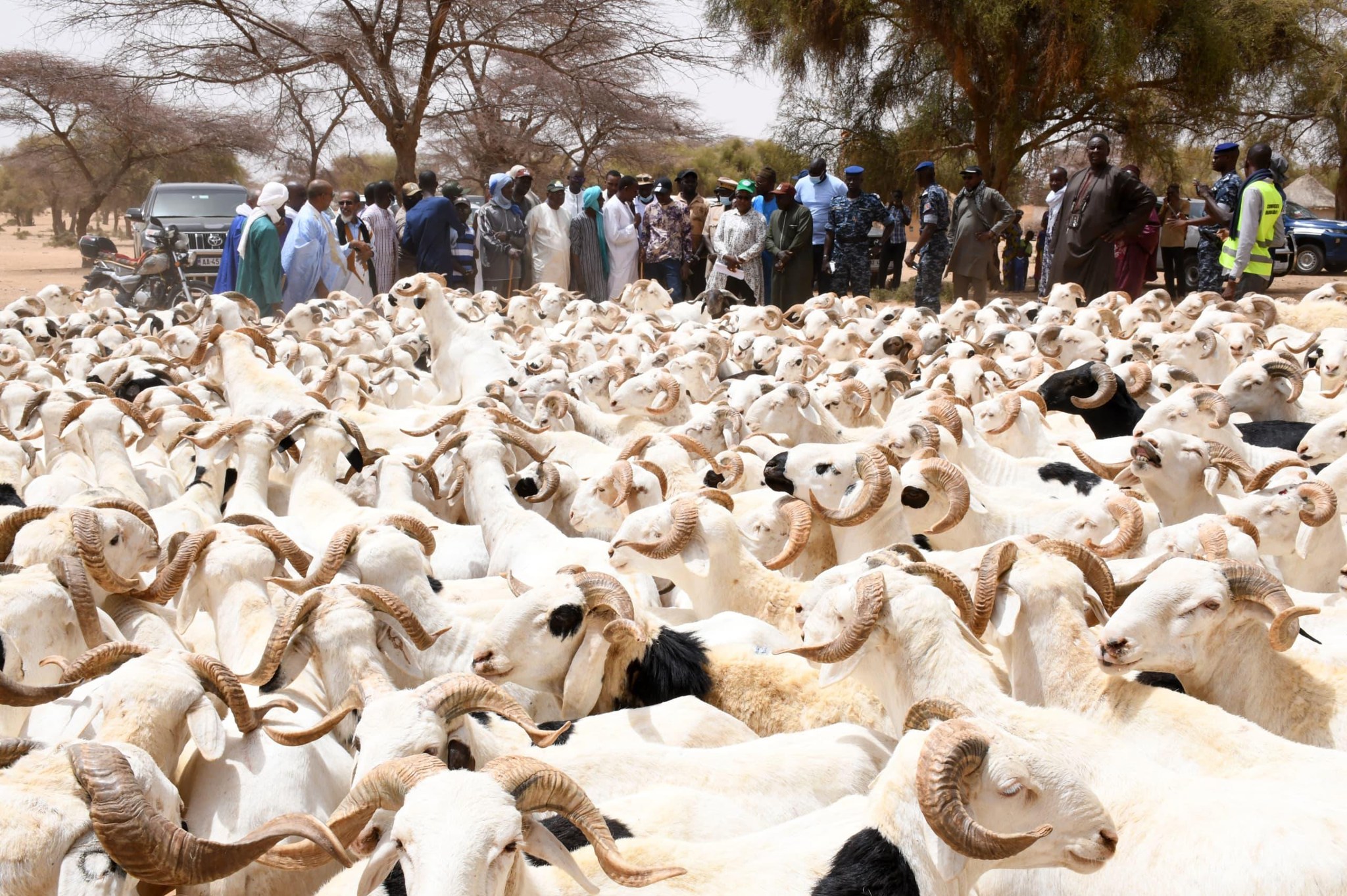 Tabaski : approvisionnement record de 68% à Dahra pour l'objectif des 2 000 000 de moutons