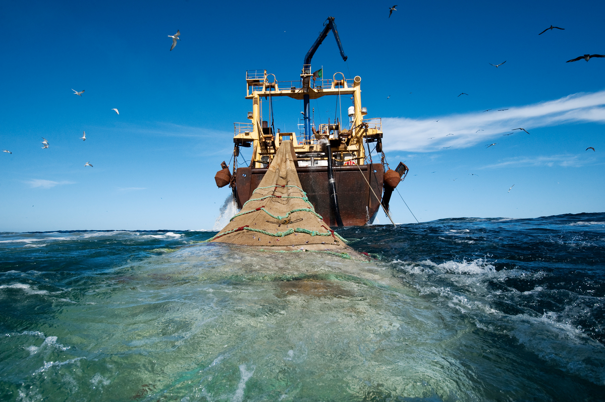 Pêche démersale côtière : le ministère défend une attribution « transparente et scientifique » de quatre licences