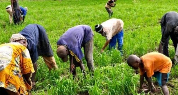 Modernisation agricole : Un plan de mécanisation en marche pour soutenir l'autosuffisance alimentaire au Sénégal