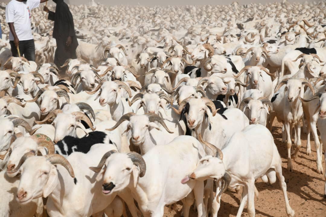 Tabaski 2026 : une suroffre de moutons explique les invendus, selon le Directeur de l’Élevage Tabaski 2026 : une suroffre de moutons explique les invendus, selon le Directeur de l’Élevage