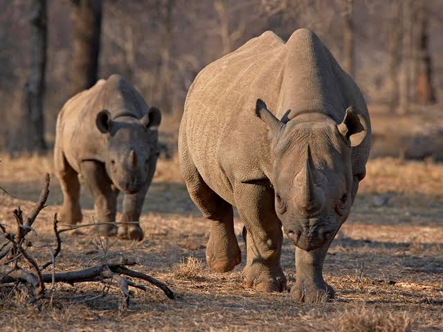 Le rhinocéros noir fait son retour au Zimbabwe après trente ans d'absence