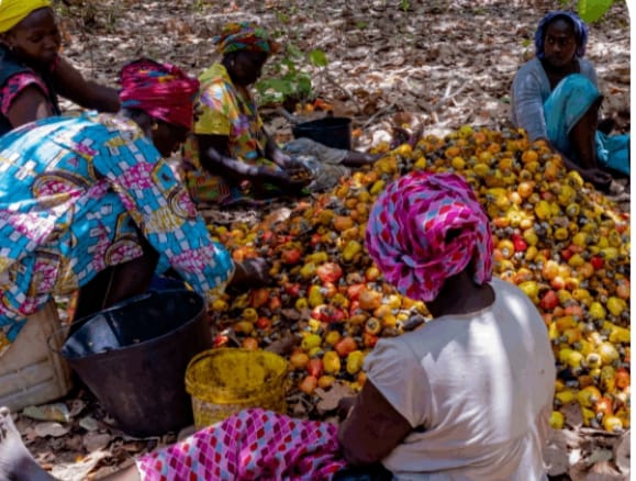 A Goudomp, la récolte de noix de cajou alimente une migration pendulaire vers la Guinée-Bissau (REPORTAGE) A Goudomp, la récolte de noix de cajou alimente une migration pendulaire vers la Guinée-Bissau (REPORTAGE)