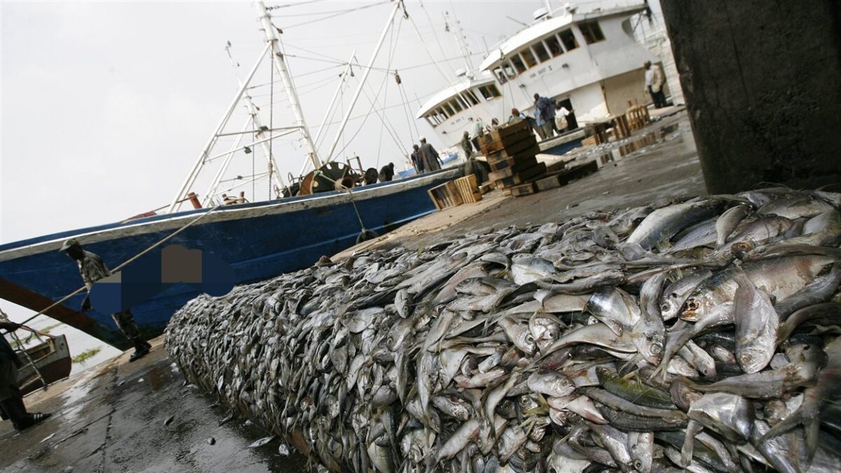 Gestion des ressources halieutiques : L'État suspend l'attribution des nouvelles licences de pêche démersale