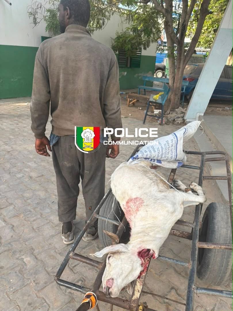 ​Médina : un homme arrêté alors qu’il tentait de vendre la viande d’un mouton en décomposition