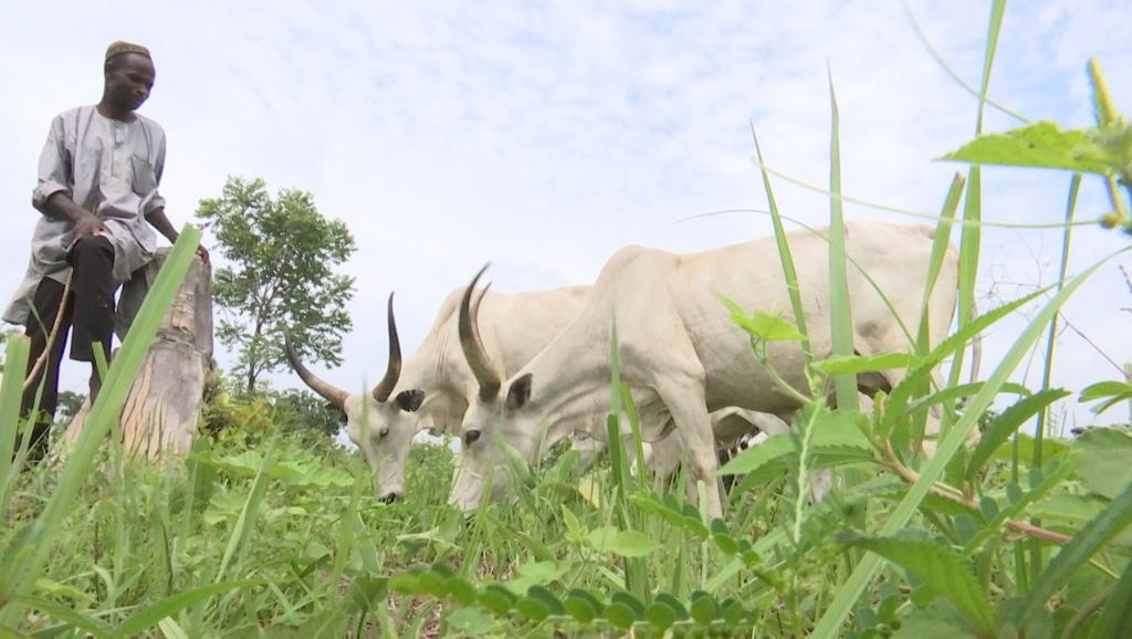 Nigeria: le Benue, théâtre des rivalités meurtrières entre paysans et pasteurs
