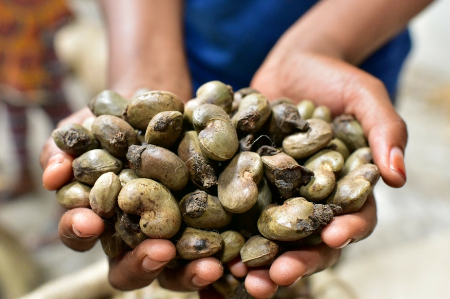 La Chine simplifie l’accès à son marché pour les noix de cajou africaines
