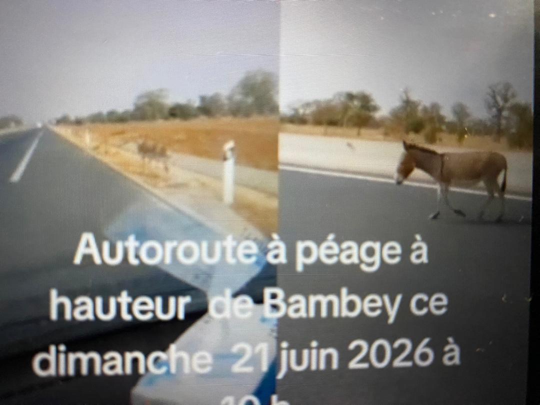 Bambey : la présence récurrente d'animaux en divagation sur l'autoroute Ila Touba signalée ce dimanche