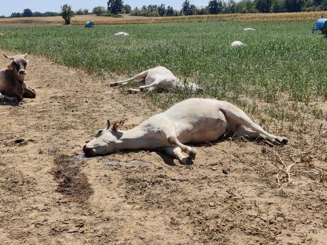 Kaffrine : 22 vaches tuées par une intoxication au sorgho à Simbara Kaffrine : 22 vaches tuées par une intoxication au sorgho à Simbara