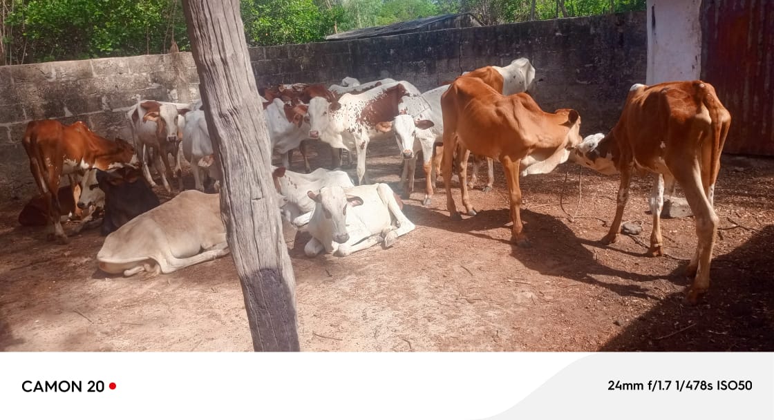 Casamance : neuf organisations paysannes reçoivent une quarantaine de bœufs pour renforcer l’autonomisation économique des jeunes et des femmes Casamance : neuf organisations paysannes reçoivent une quarantaine de bœufs pour renforcer l’autonomisation économique des jeunes et des femmes