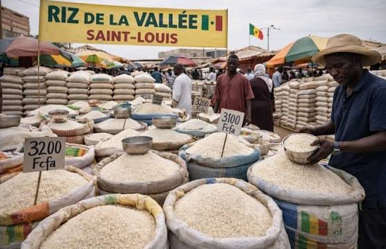 Filière riz local : les acteurs rejettent les chiffres du ministère et interpellent le Premier ministre