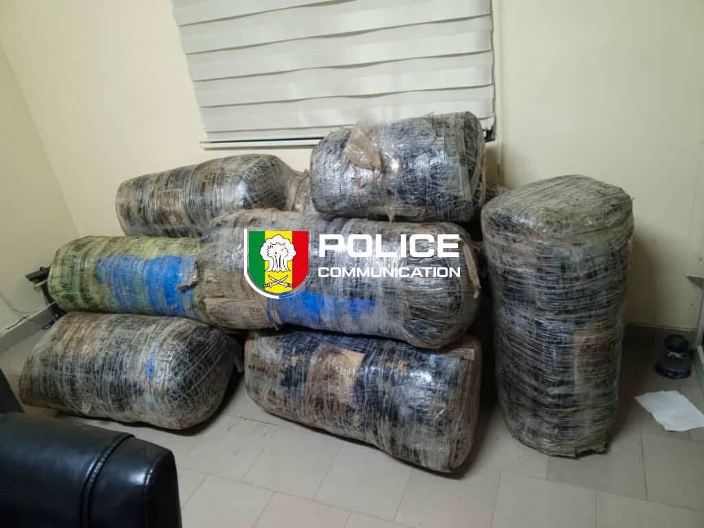 Guéréo : près de 245 kg de chanvre indien saisis par la Police Guéréo : près de 245 kg de chanvre indien saisis par la Police
