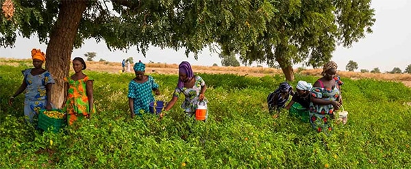 ​Podor : les termites menacent les récoltes, plus de 300 femmes maraîchères appellent la SAED à l'aide