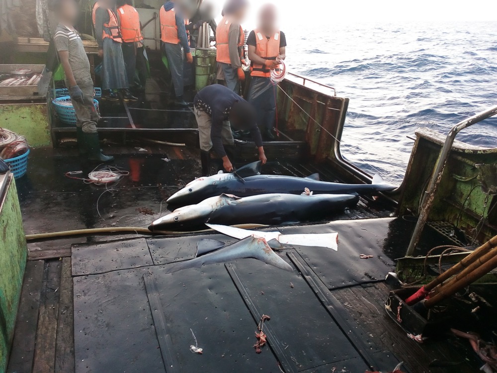 Pêche INN : Port de Dakar, carrefour névralgique du trafic mondial d’ailerons de requin selon l’EJF Pêche INN : Port de Dakar, carrefour névralgique du trafic mondial d’ailerons de requin selon l’EJF