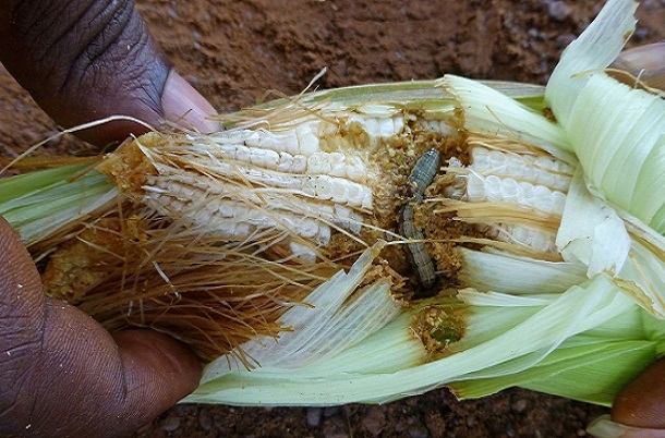 Kédougou : la DRDR dresse un bilan encourageant de la campagne agricole malgré la présence de chenilles légionnaires Kédougou : la DRDR dresse un bilan encourageant de la campagne agricole malgré la présence de chenilles légionnaires