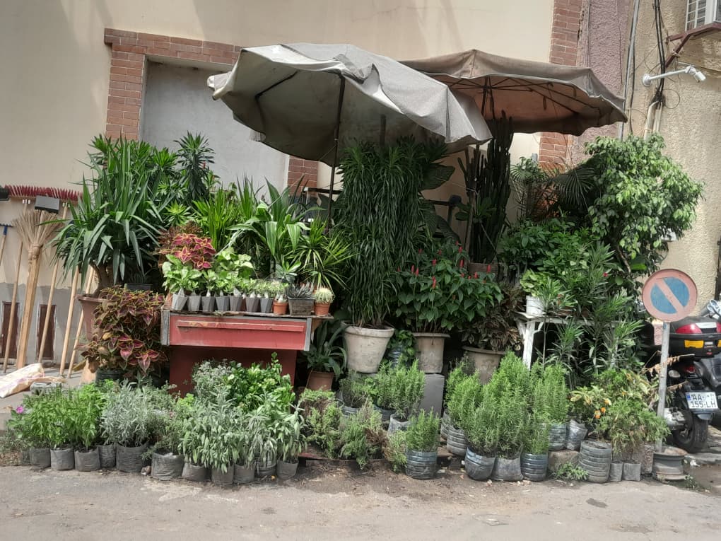 Marché Kermel : La dure bataille des fleuristes face aux caprices de la météo